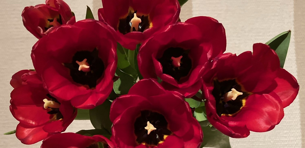 Tulpen, Frühling, Ayurveda Detox
